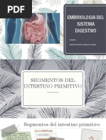 Embriologia Del Sistema Digestivo