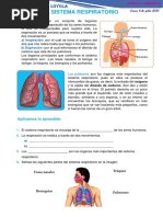 Sistema Respiratorio