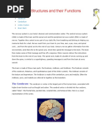 Brain Structures and Their Functions