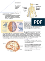 ANATOMY AND PHYSIOLOGY marLON