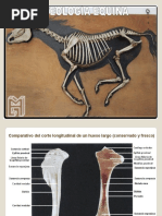 Osteología Equinos PDF