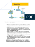 Ciclo Lítico y Lisogenico