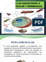 Efecto de Las Radiaciones A Nivel Subcelular