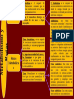 Cuadro Sinoptico Metabolismo y Ruta