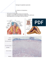 Histología de Las Glándulas Suprarrenales