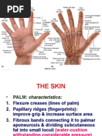 Palm Muscles