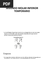 1.segundo Molar Inferior Temporario