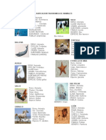 Clasificacion Taxonomica de Animales