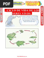 Ciclo de Vida de Los Seres Vivos para Primer Grado de Primaria