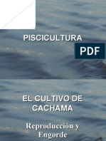 Cultivo Cachama