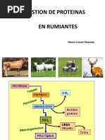 Metabolismo Proteína Rumiantes