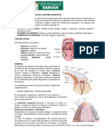 Practica #10 - Sistema Digestivo