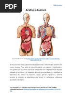 Anatomia