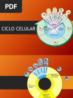 Ciclo Celular PDF