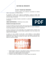 Paper Anatomia Del Periodonto