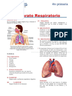 Aparato Respiratorio para Cuarto de Primaria