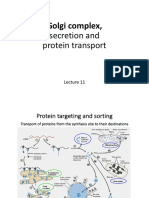 Golgi Complex,: Secretion and Protein Transport