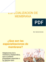 Especializacion de Membrana