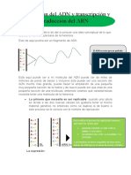 Replicación Del ADN y Transcripción y Traducción Del