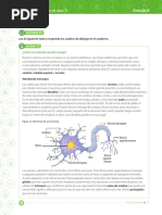 Actividad Sistema Nervioso