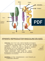 Sistema Reproductor en Aves