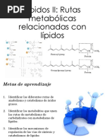 Lípidos II Rutas Metabólicas