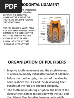 Periodontium 4