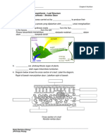 WORKSHEET 6.7 Photosynthesis - Leaf Structure (New)