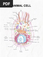 MT2A AnimalCell LeahNonan