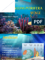 Chapter 2 - Porifera