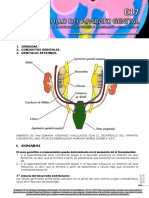 E17 - Desarrollo Del Aparato Genital 2017 123-136 Web