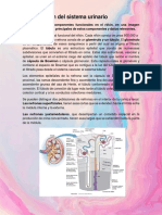 Organización Sistema Urinario Resumen