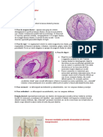 Dezvoltarea Dintilor Faza I Si II. Histogeneza Tesuturilor Dentare