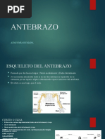 ANTEBRAZO