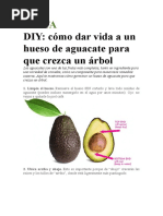 Palta - Germinaciòn