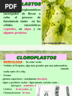 Cloroplastos