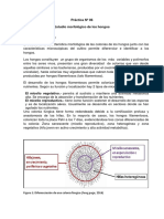 Practica 6 Morfologia Fungica