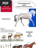 05 Sistema Digestivo Equinos-1