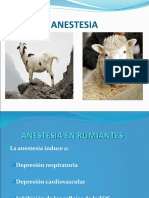 Anestesia