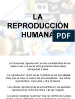 Reproduccion Humana II