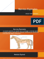 Nervios Espinales