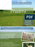 PRADERA