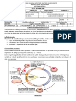 Divicion Celuar Grado Sexto B