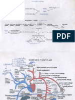 Sistemul Vascular 3 Foi PDF