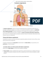 Partes y Funciones Del Sistema Respiratorio - Descubre Cuáles Son PDF