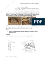 Práctica 6 - Subphylum Myriapoda