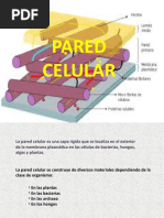 8-Pared Celular