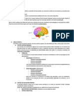 Corteza Cerebral