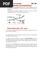 Determinacion Del Sexo PDF