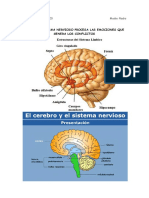 Cómo El Sistema Nervioso Procesa Las Emociones Que Genera Los Conflictos PDF